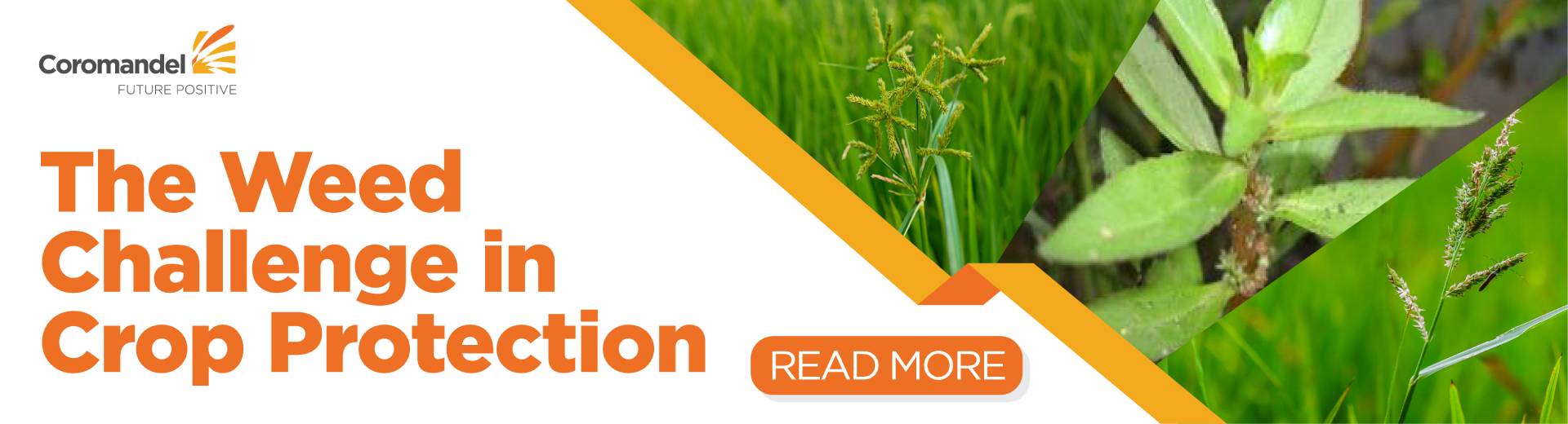THE WEED CHALLENGE IN CROP PROTECTION<br/>