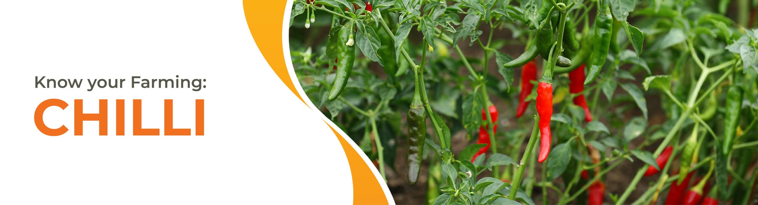 The Fiery Journey of Indian Chillies from Guntur Fields to Global Kitchens